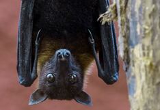 Científicos en China descubren virus en murciélagos similar al del covid