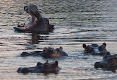 Un magnate indio se ofrece a acoger a 80 hipopótamos de Pablo Escobar destinados a la eutanasia