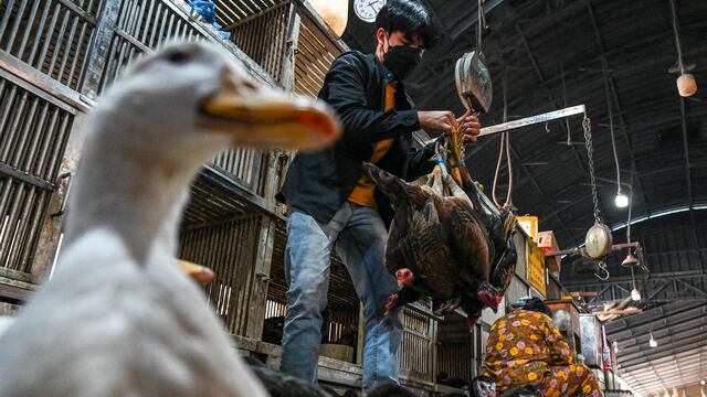 Gripe aviar puede afectar al suministro de pollo en Suramérica, según OPS