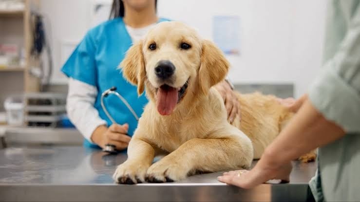 El mercado peruano de salud para mascotas crece a un ritmo cercano al 8% anual. (Foto: LatamVet)