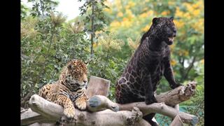 China, el principal destino del tráfico ilegal del jaguar de Latinoamérica