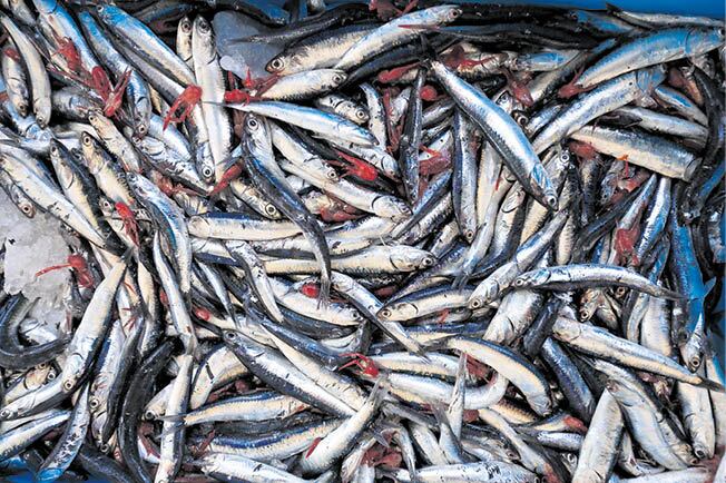 Pesca de anchoveta. (Foto: GEC)