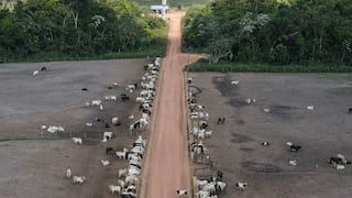 La ganadería sostenible podría frenar las emisiones de metano en Brasil, señalan ecologistas