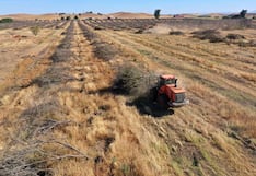 Amenaza crece en el agro por déficit hídrico: 8.1 millones de hectáreas estarían en riesgo