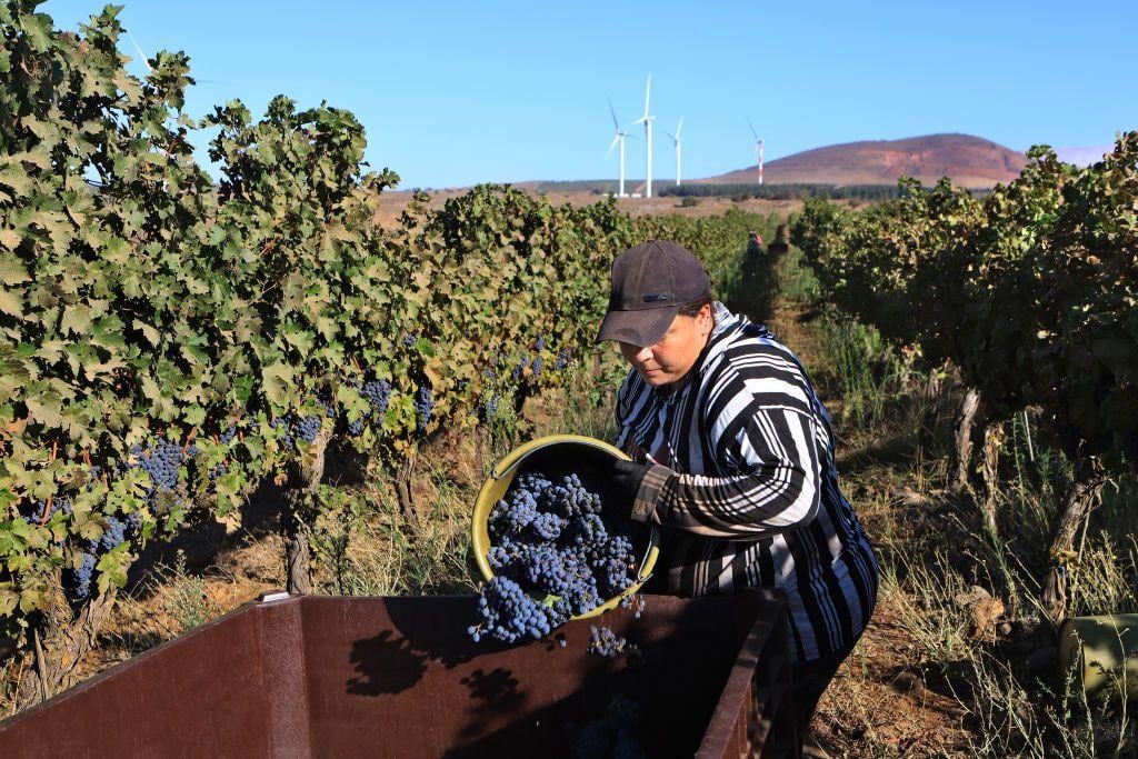 El territorio peruano cobija una de las viticulturas más singulares del planeta: una joya nacida en los oasis de sus desiertos costeños y en el abrigo de los valles interandinos.