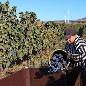 La región es fértil, lo que permite a Israel cultivar viñedos y criar ganado.