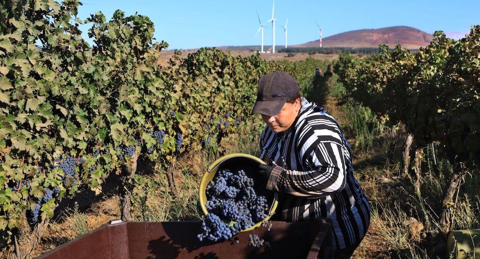 El otoño prematuro de la uva: setiembre, vendimia y el impacto del clima
