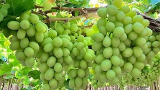 Uva peruana: Paramount ajusta estrategia por desfase en oferta tras cierre en California