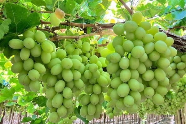 Perú continuará despachando uvas hasta marzo, especialmente de la variedad Autumncrisp. (Foto: Paramount Export Co.)