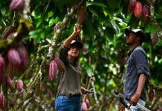 Cacao: Su exportación es lo que más creció entre los envíos no tradicionales