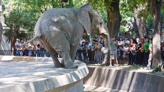 Buenos Aires reemplaza su zoológico del siglo XIX por un ecoparque