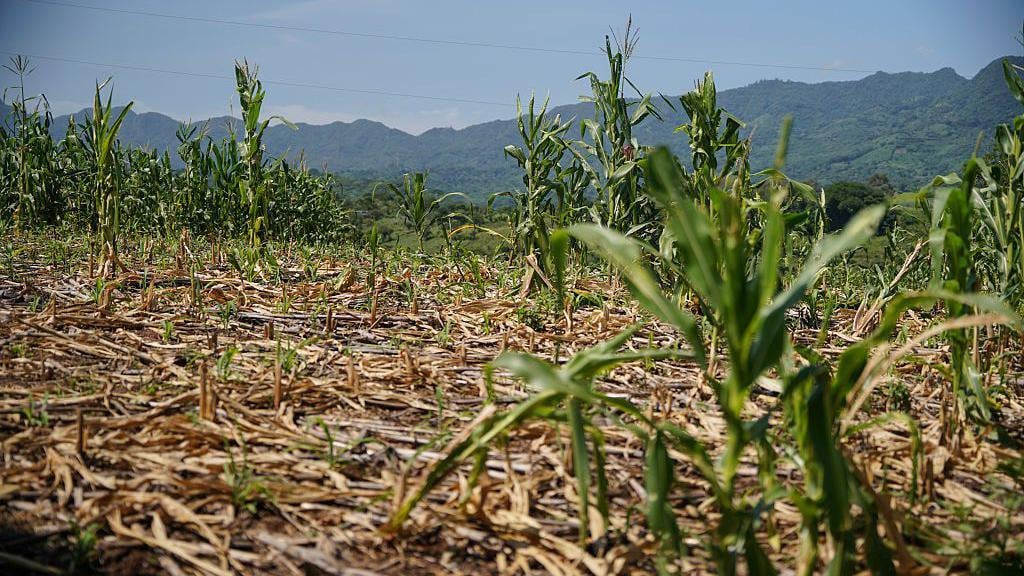 El Niño global trae sequías al Perú. Fuente: Getty Images.