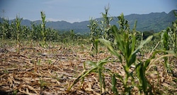 El Niño “hunde” al agro: los siguientes pasos del Midagri para intentar paliar el impacto