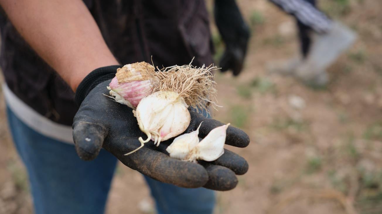 La menor oferta de ajo en Perú podría impulsar los precios del producto durante la campaña de 2026. (Foto: Archivo).