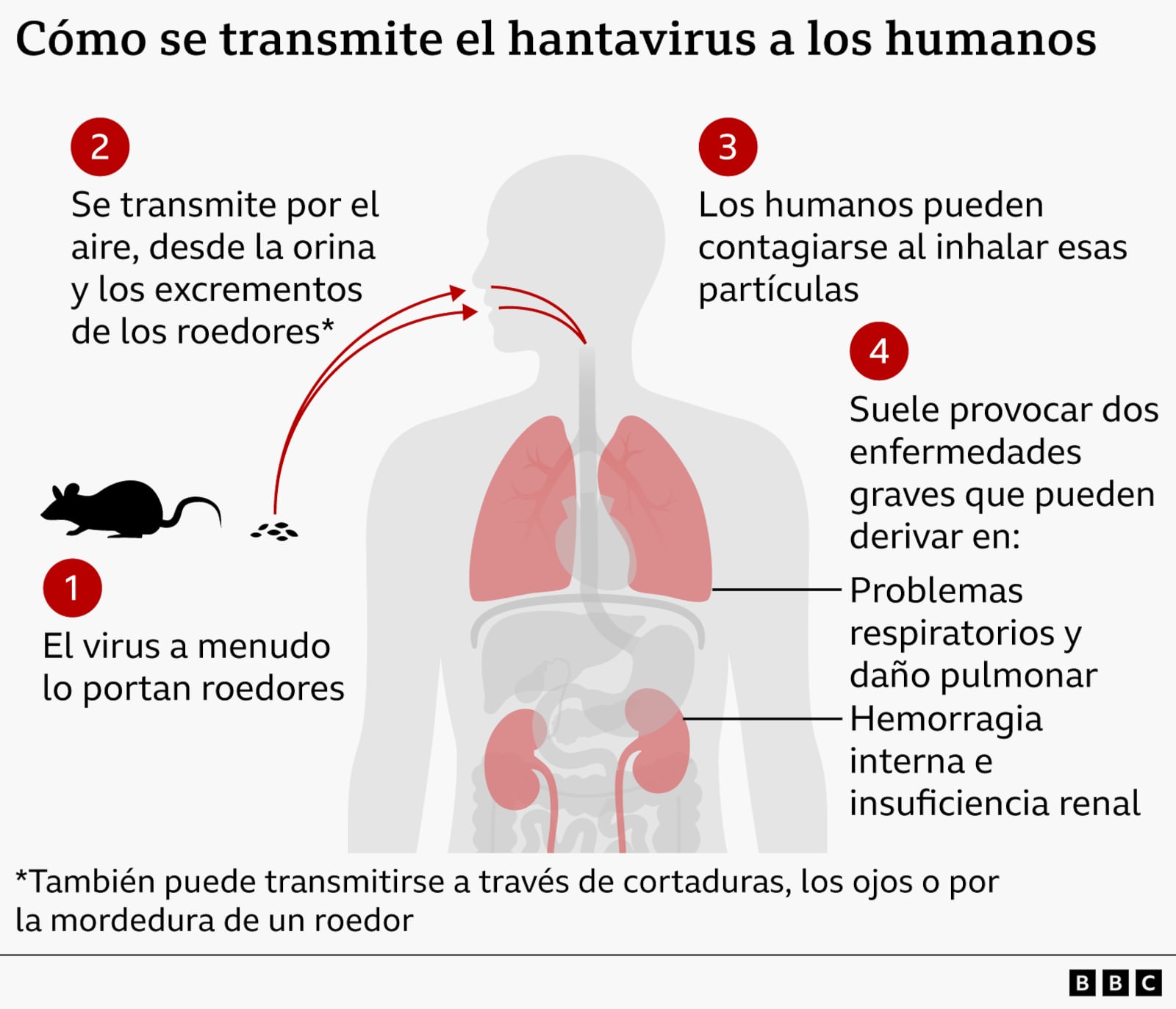 Una infografía sobre la transmisión del hantavirus
