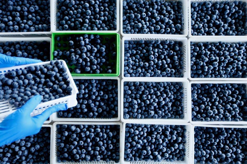 El recambio varietal se ha convertido en uno de los principales motores de inversión dentro del negocio del arándano peruano. (Foto: referencial).