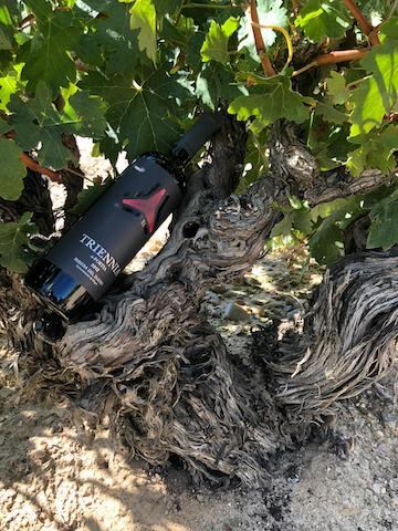 Viñedo Portía Summa. Foto: José Bracamonte.