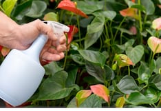 Minsa prohíbe uso y comercio de este insecticida en Perú: ¿desde cuándo?