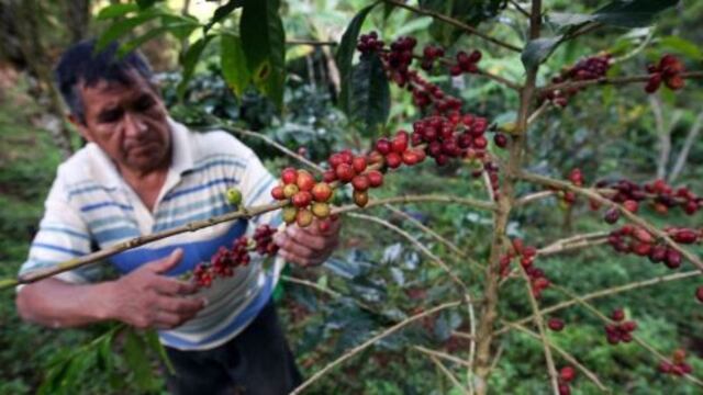 Gobierno declara Estado de Emergencia en zonas cafetaleras de 11 regiones