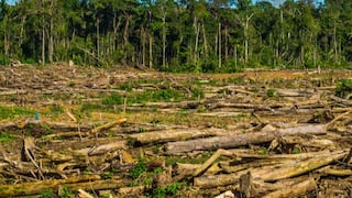 Amazonía peruana pierde 23,000 hectáreas de bosques en el primer semestre