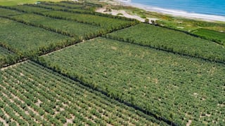 El Niño: tres cultivos agroindustriales son afectados por altas temperaturas en La Libertad