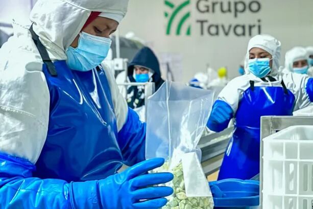 Con más de 10 años de experiencia en la agroindustria, Tavari ha desarrollado estrategias clave para navegar en un contexto de alta competencia y abundancia de producción. (Foto: freshplaza).