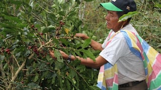 Plaguicida prohibido amenaza agroexportaciones de Perú: el “peso” del clorpirifós