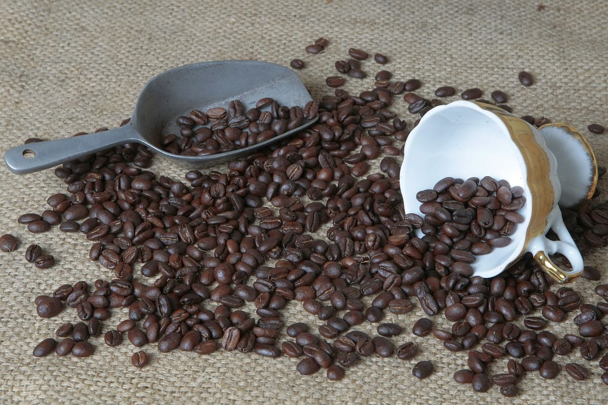 Los productores nicaragüenses vendieron US$ 196,863.34 en la subasta electrónica Taza de la Excelencia, en la que recibieron 2,311 ofertas. (Foto: GEC)