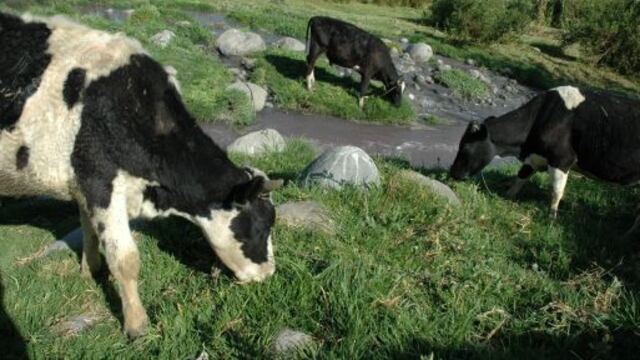 Experto ganadero de Nueva Zelanda asesorará a productores lecheros de Puno