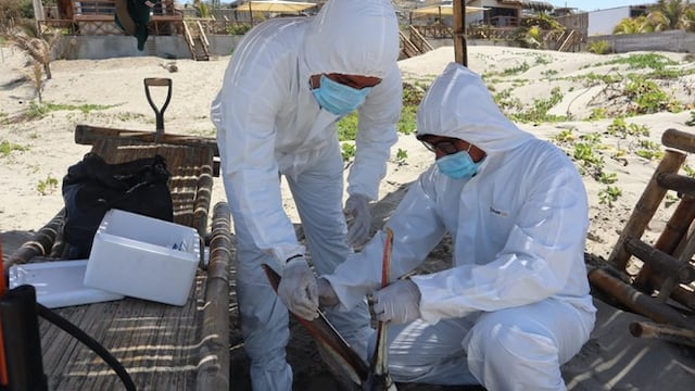 Influenza H5N1 en aves silvestres: Senasa declara alerta sanitaria por 180 días a nivel nacional