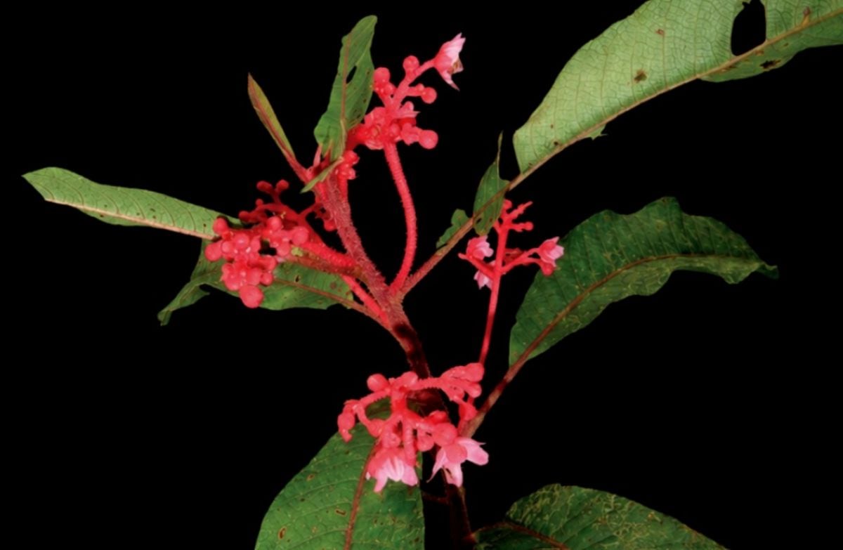 La nueva especie Saurauia vanderwerffii fue descubierta en el Bosque de Protección Pui Pui, en Junín, y solo ha sido registrada en esta área natural protegida. Foto: Rocío Rojas.