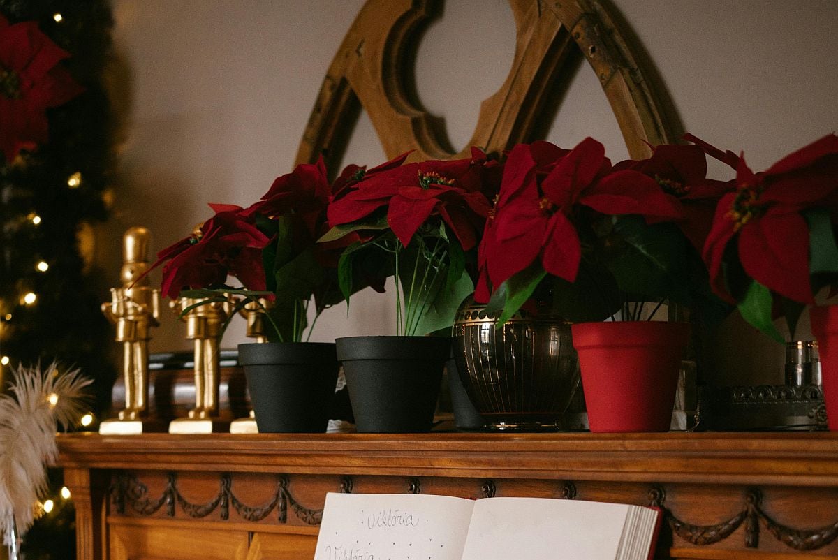 La frecuencia de riego de la flor de Pascua no es un dato fijo, ya que depende directamente de la temperatura del hogar. (Foto: Raymond Petrik / Pexels)