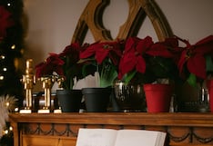 No cometas errores que la puedan dañar: cómo regar la flor de Pascua según la temperatura de tu casa