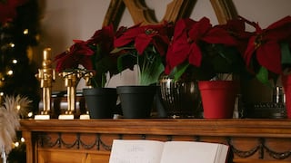 No cometas errores que la puedan dañar: cómo regar la flor de Pascua según la temperatura de tu casa