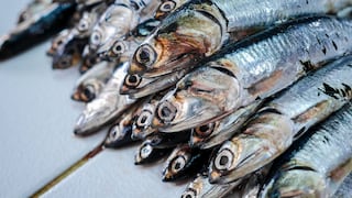 Pesca de anchoveta aportará US$ 1,700 millones a la economía peruana, según Produce