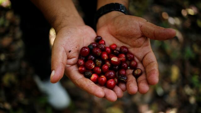 Exportaciones peruanas de café se disparan este año, ¿cuáles son los motivos detrás?