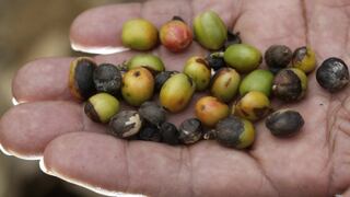 Violencia contra las mujeres perjudica cosecha de café en la selva central de Junín