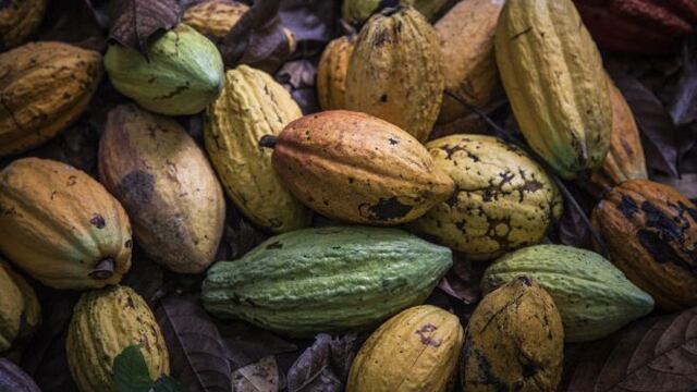 Principales productores de cacao estudian precio mínimo