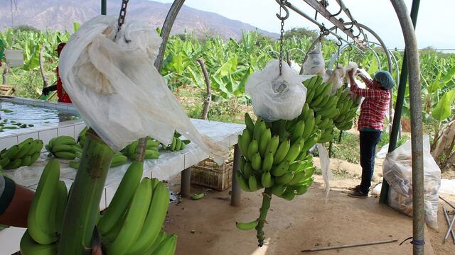 Inversionistas se retiran de la producción de banano en Perú por crisis internacional de precios 