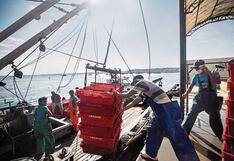 Dictan disposiciones en la captura del recurso perico para la temporada de pesca 2024 - 2025