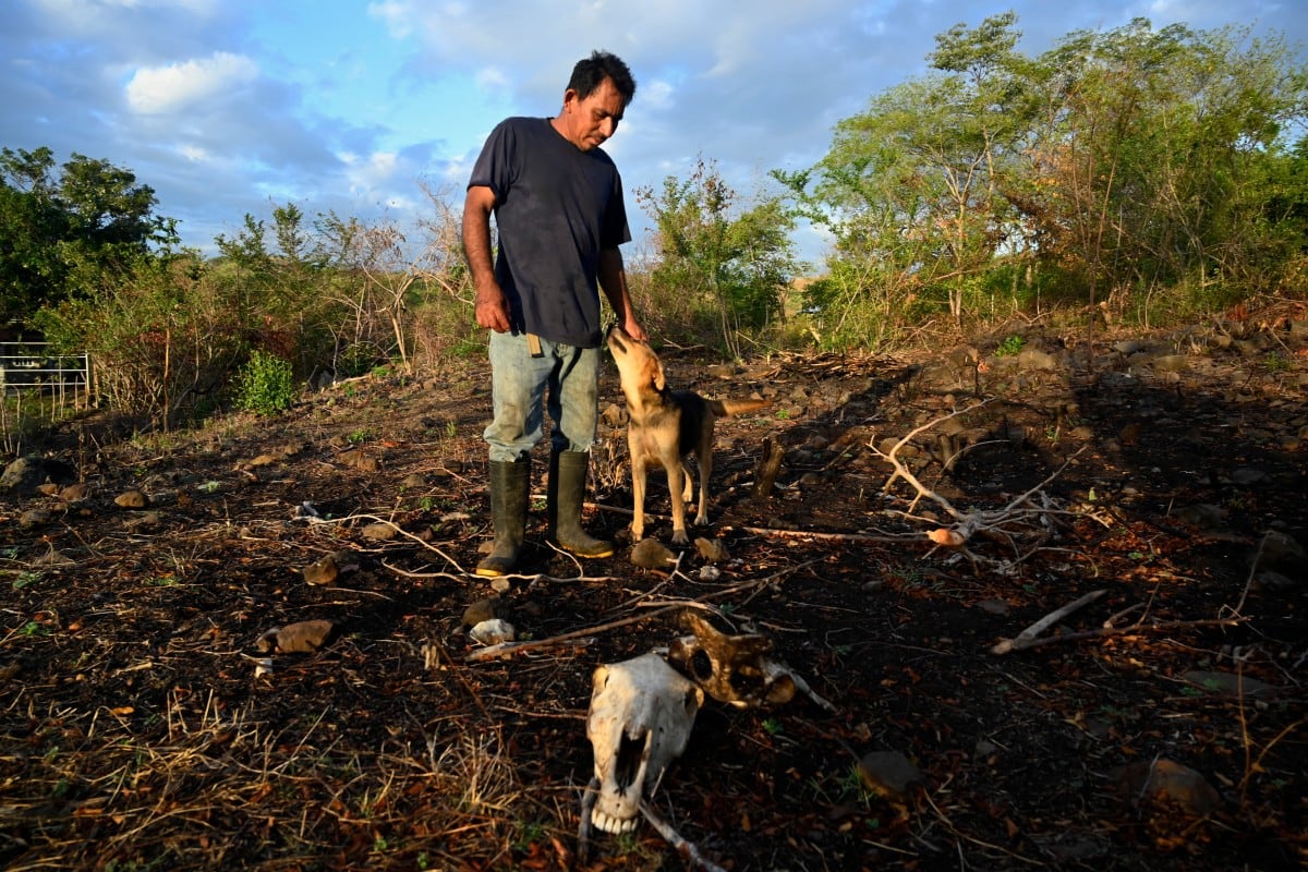 Darwin Cruz acaricia a un perro mientras observa los restos óseos de una vaca muerta en la aldea de Los Piches, en San Lorenzo (departamento de Valle, Honduras), el 4 de septiembre de 2026. Los animales están muriendo en medio de la peor sequía que recuerdan muchos centroamericanos, quienes enfrentan los implacables efectos del poderoso fenómeno climático de El Niño. (Foto de Orlando SIERRA / AFP)