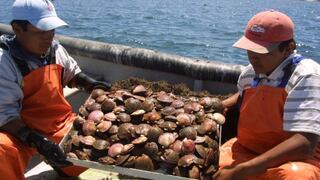 Niño Costero afecta al 80% de la producción peruana de conchas de abanico