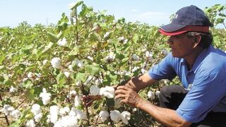 Patagonia impulsa proyecto de algodón orgánico en el Perú