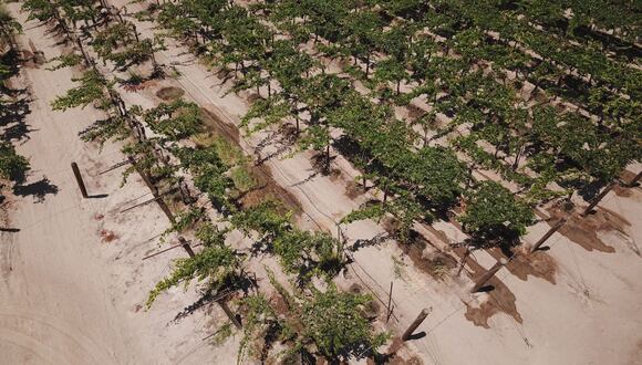 Los trabajos en las nuevas hectáreas ya están en marcha con plantaciones de uva de mesa de las variedades más deseadas. (Foto referencial: AFP).