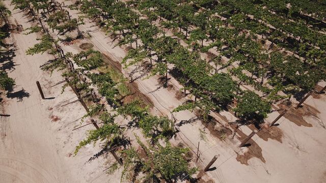 Grupo Vanguard International adquiere 478 hectáreas en Perú para uvas de mesa