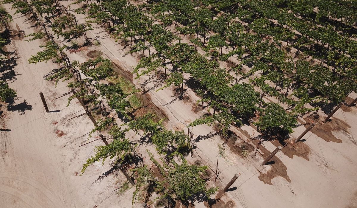 Un campo de uvas regado con riego por goteo (Foto: AFP)