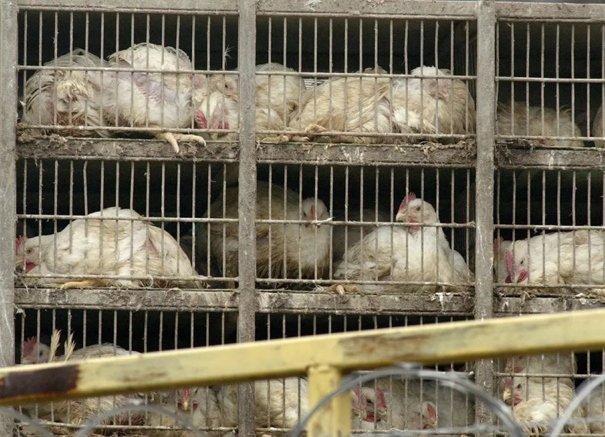 Uruguay declaró una nueva emergencia sanitaria por influenza aviar H5 de alta patogenicidad tras un caso detectado en aves de traspatio en Colonia. Foto: EFE.