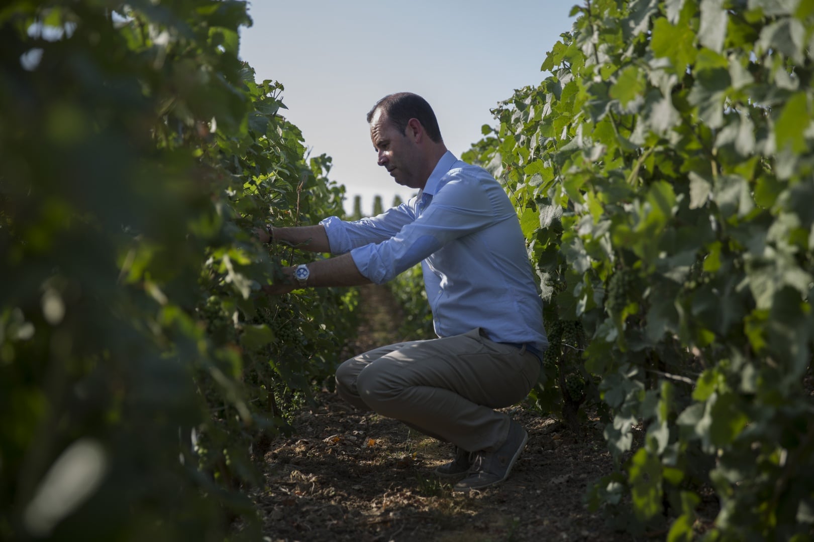 La selección de las mejores variedades para el mejor Champagne.