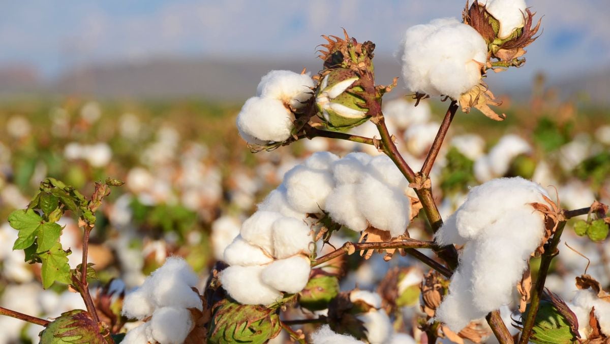 11 de marzo del 2011. Hace 15 años. EE.UU. prevé que desaparecerá algodón Tangüis de todo el Perú.