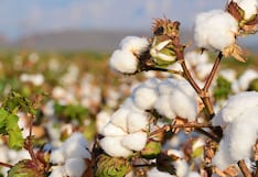 Algodón molinero extralargo: la nueva variedad que presenta una universidad peruana